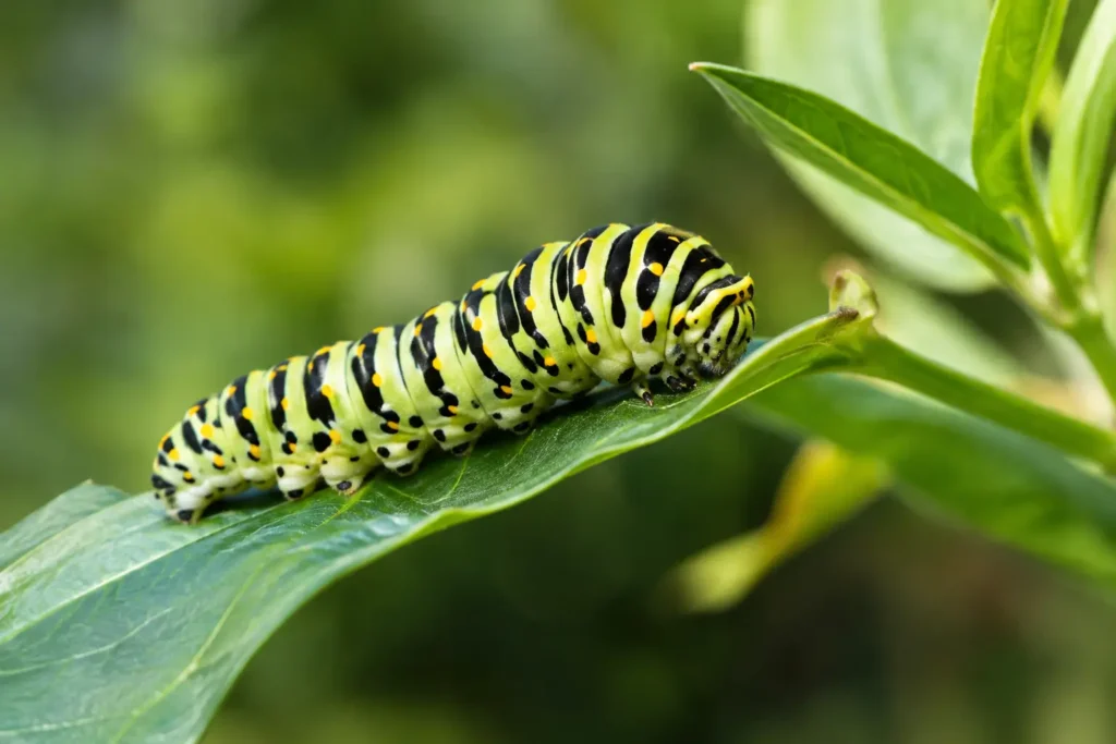 Can Caterpillars Hear Sounds? A Backyard Answer