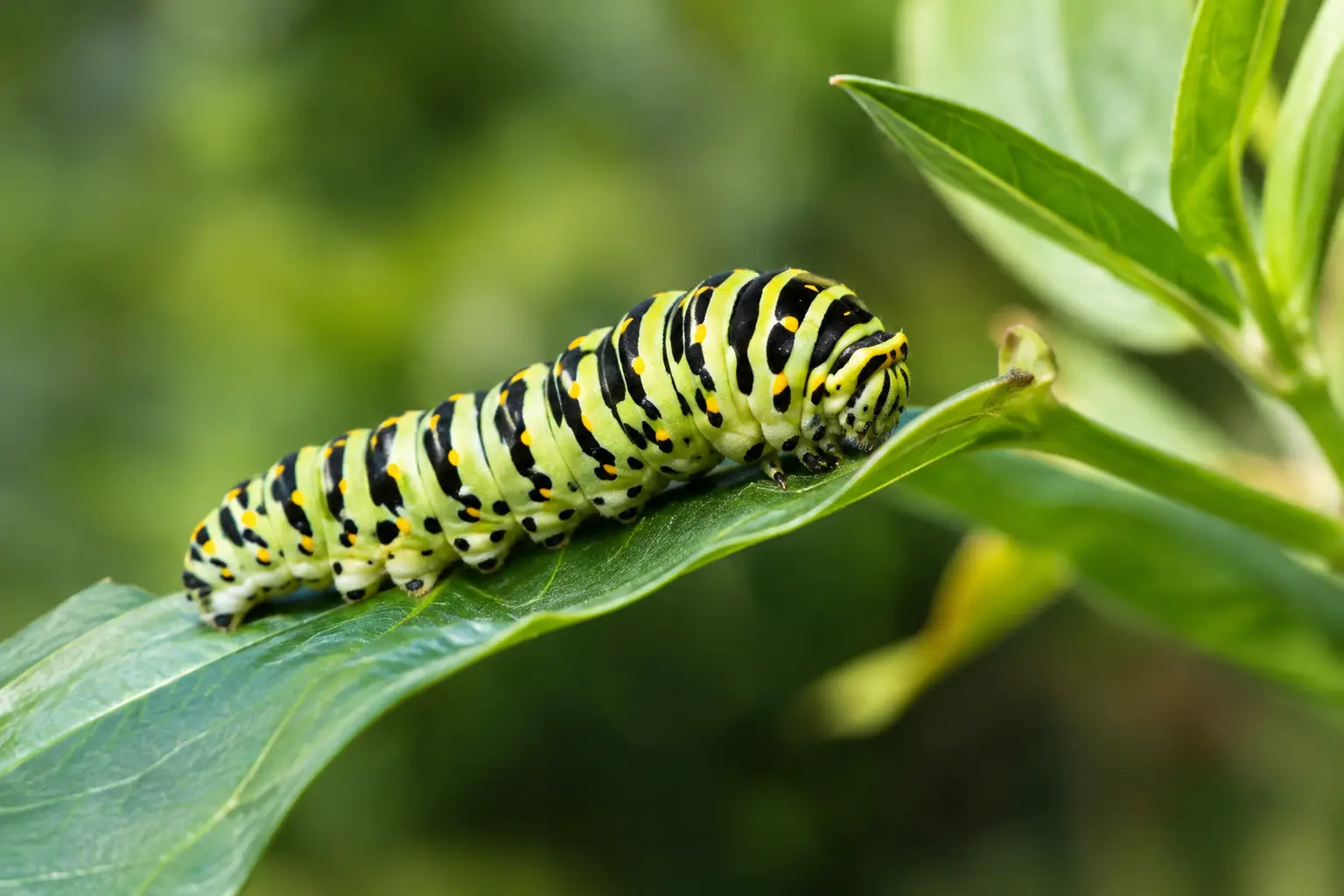 Can Caterpillars Hear Sounds? A Backyard Answer